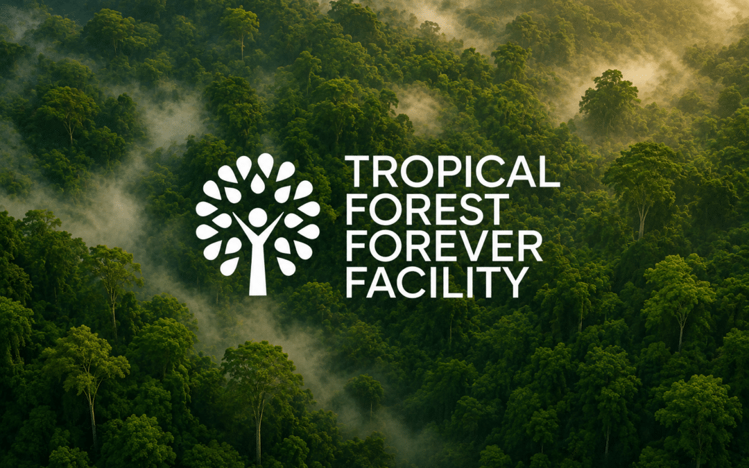¿Bosques Tropicales para Siempre? Sociedad civil debe seguir vigilando el TFFF