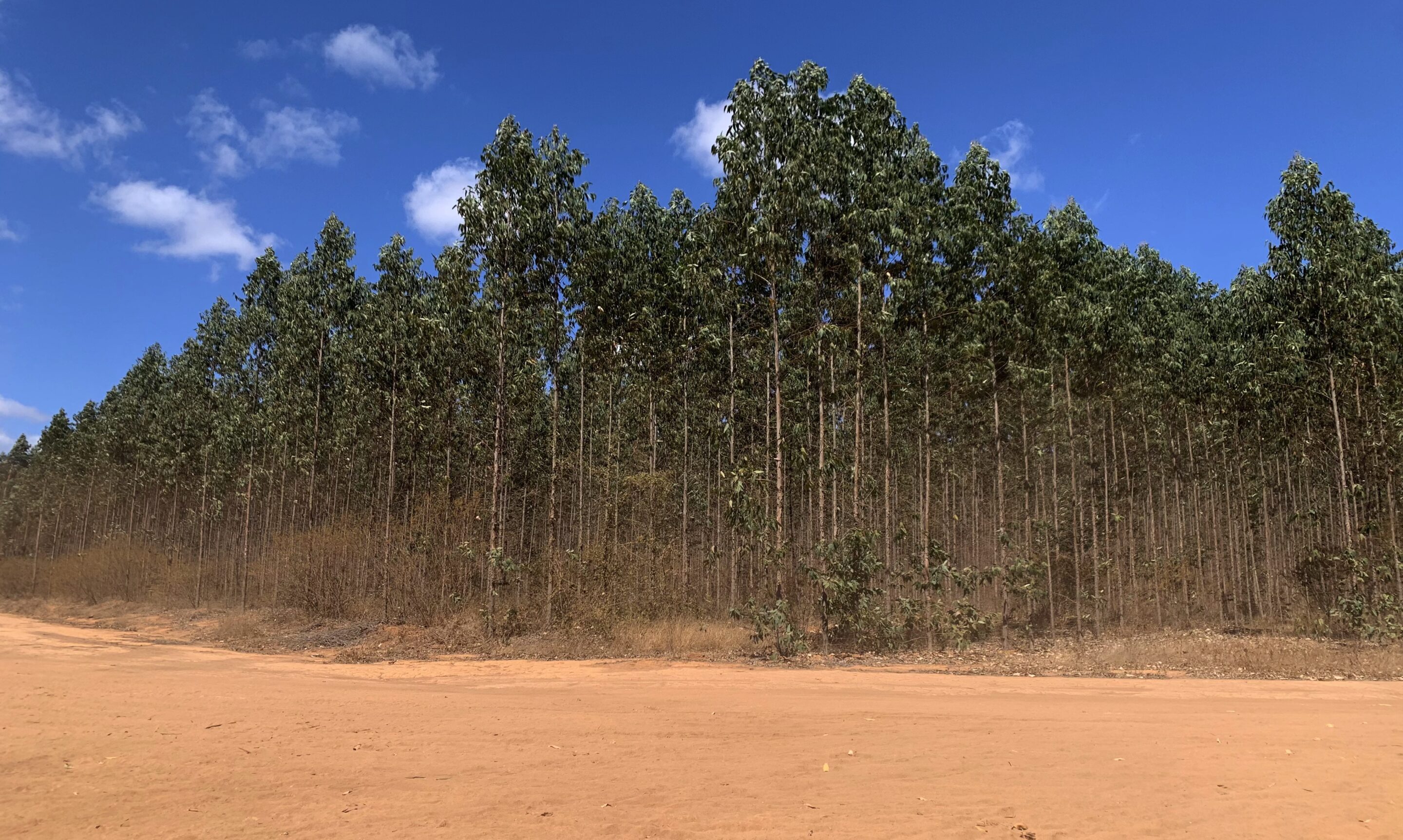 Dry Streams in an Ocean of Eucalyptus: new report calls for Aperam expansion to be halted